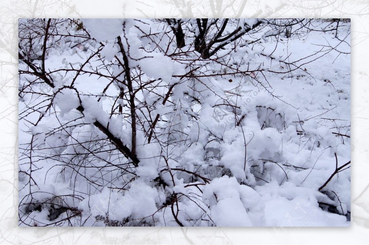 雪后图片