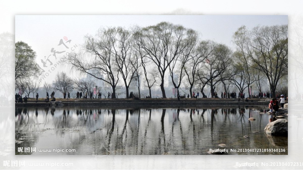 玉渊潭樱花节图片