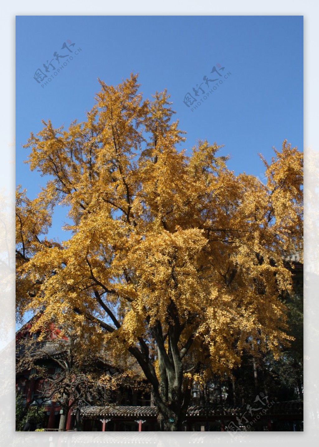 秋天金黄的树叶图片