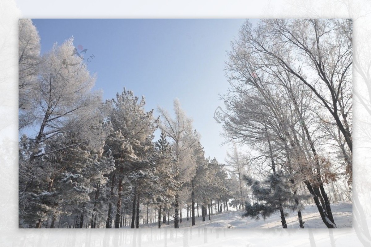 冬季雾凇冰雪雪花图片