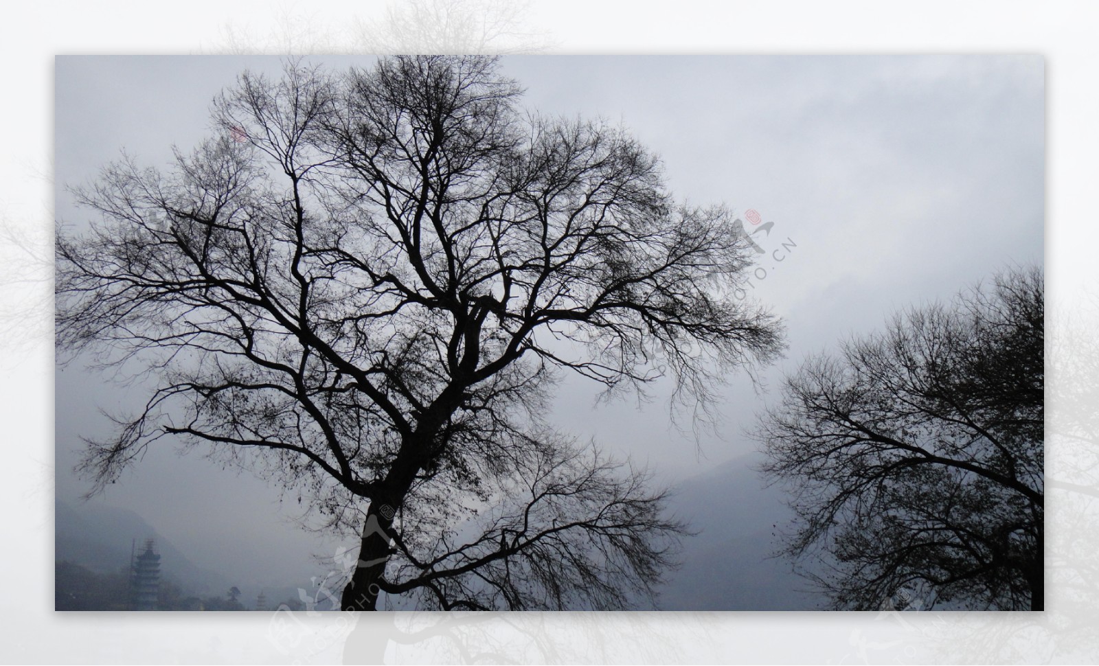 枯树剪影图片