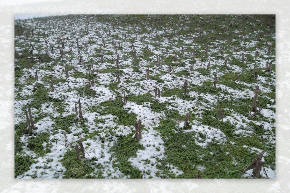 下雪田地图片