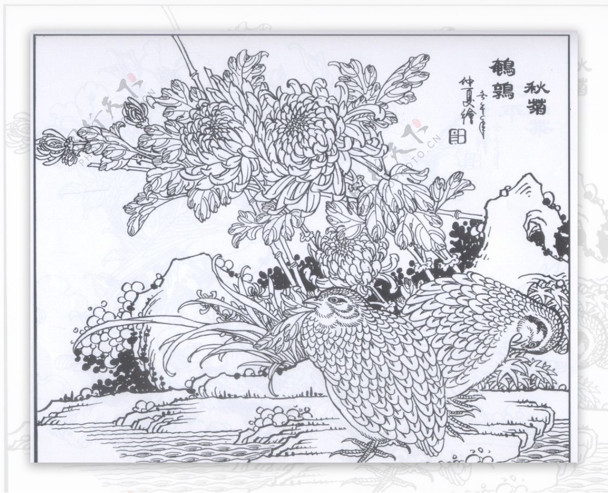 鹌鹑秋菊图片