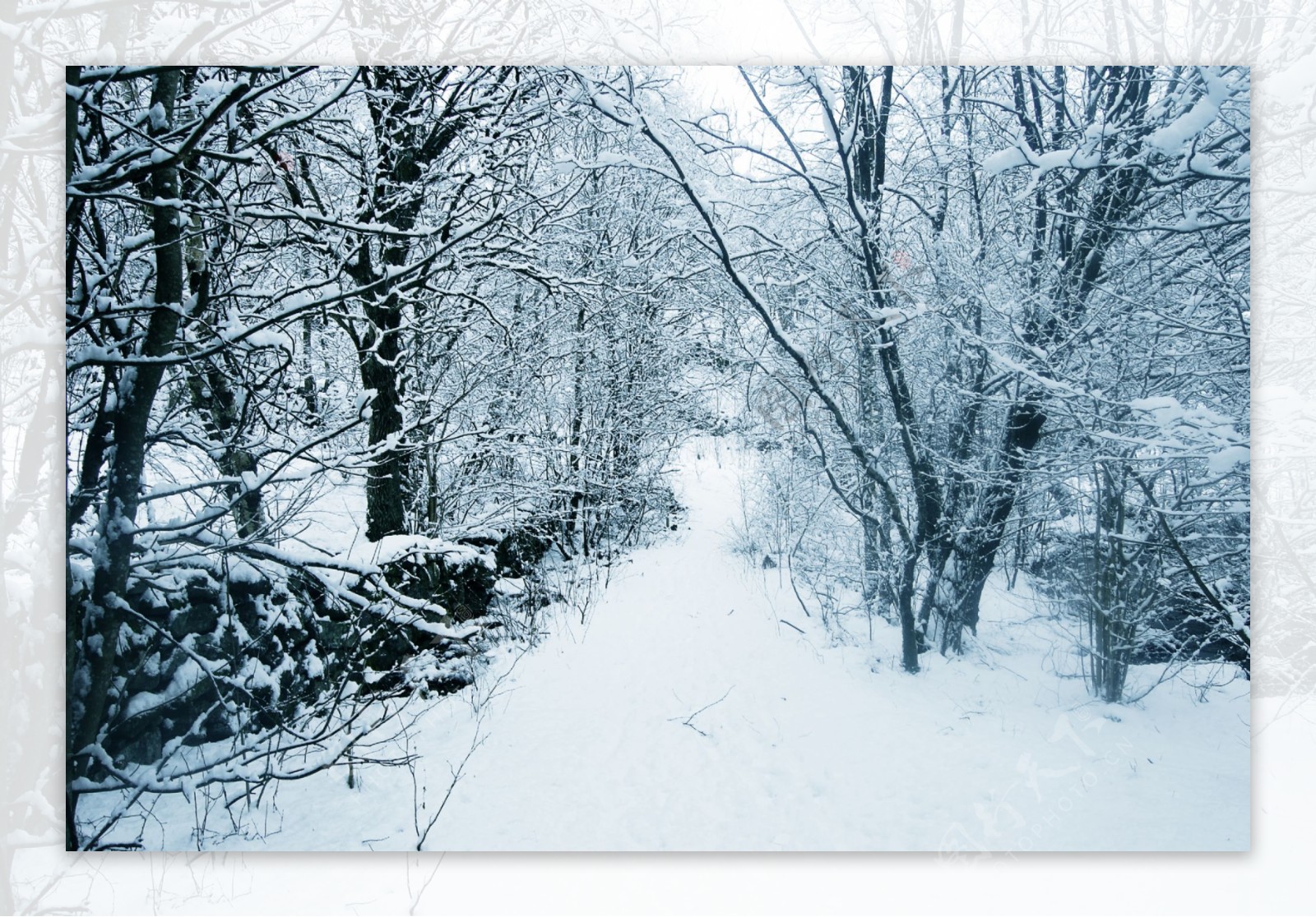 冬季树林图片