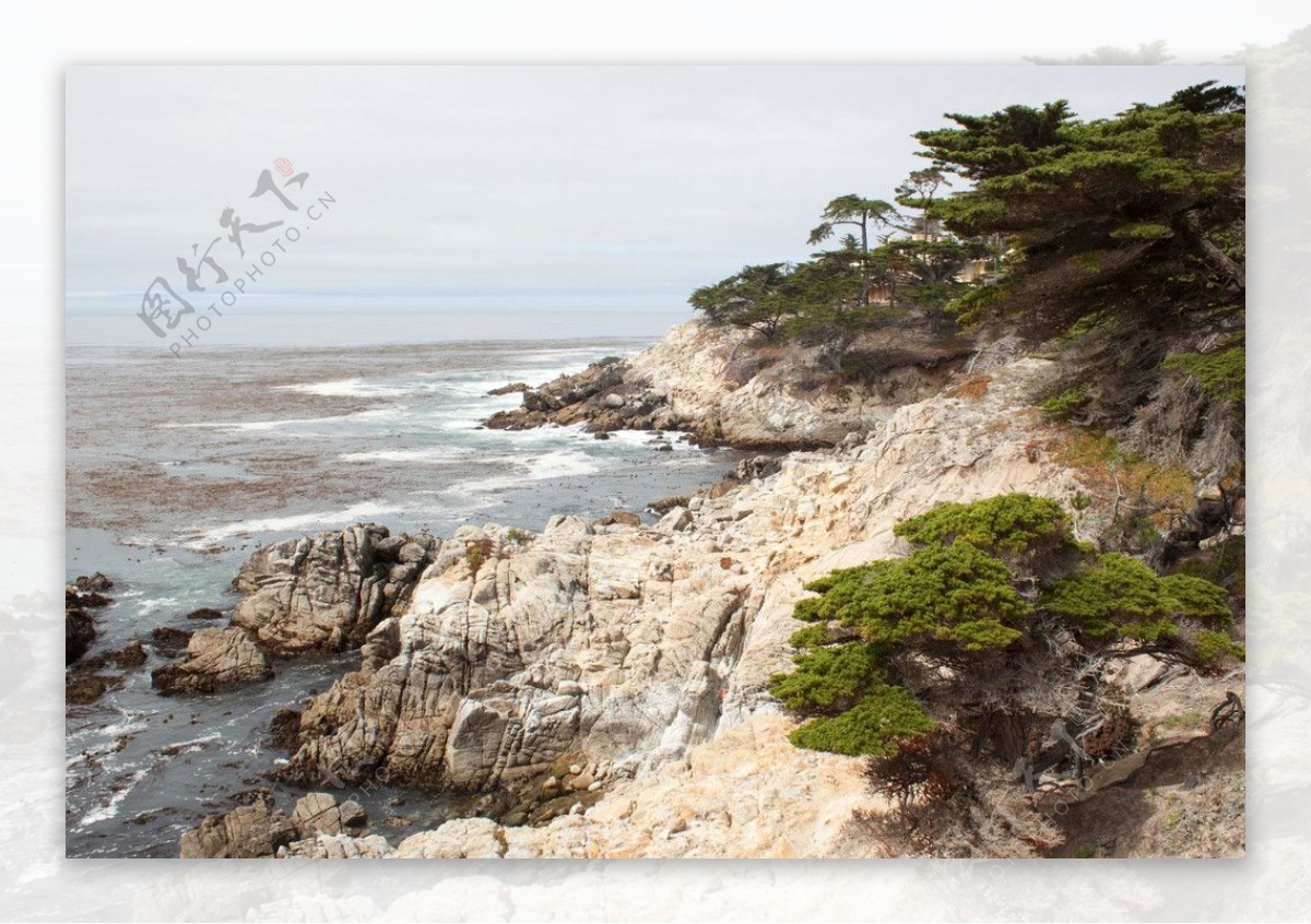 海边畸形怪石松树图片