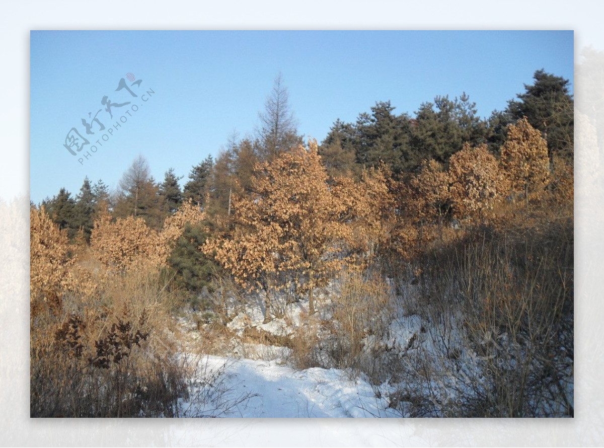 自然雪景图片