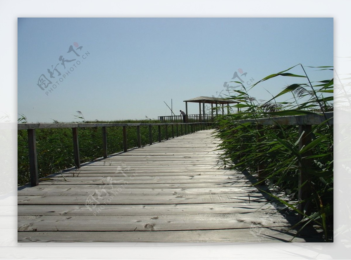 湿地水上栈桥图片