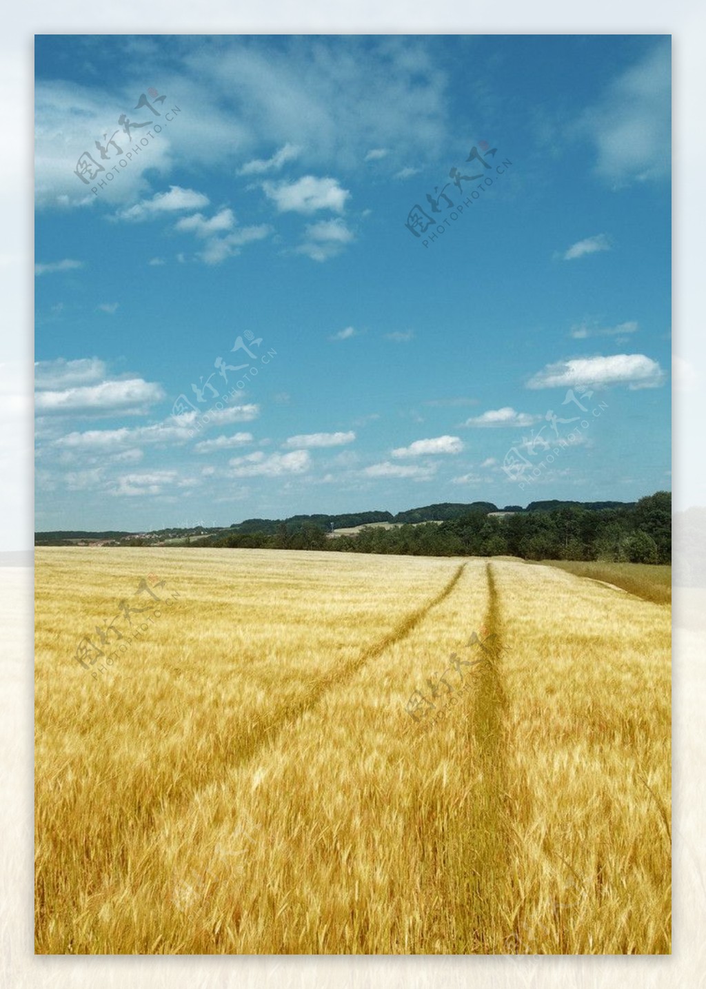 金色的麦田景色图片