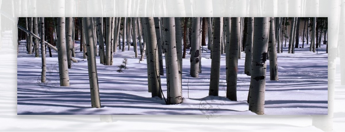 雪中桦林图片