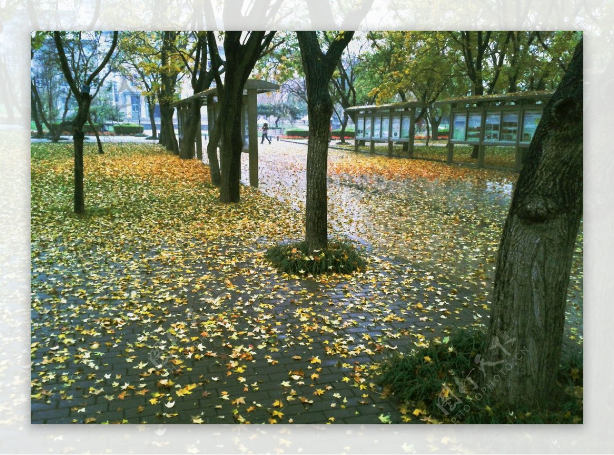秋天图片