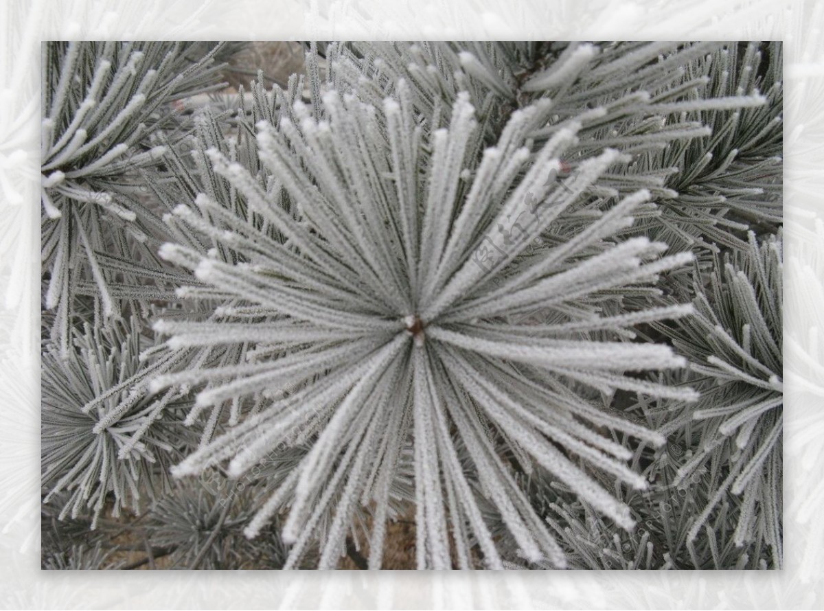 雪花图片