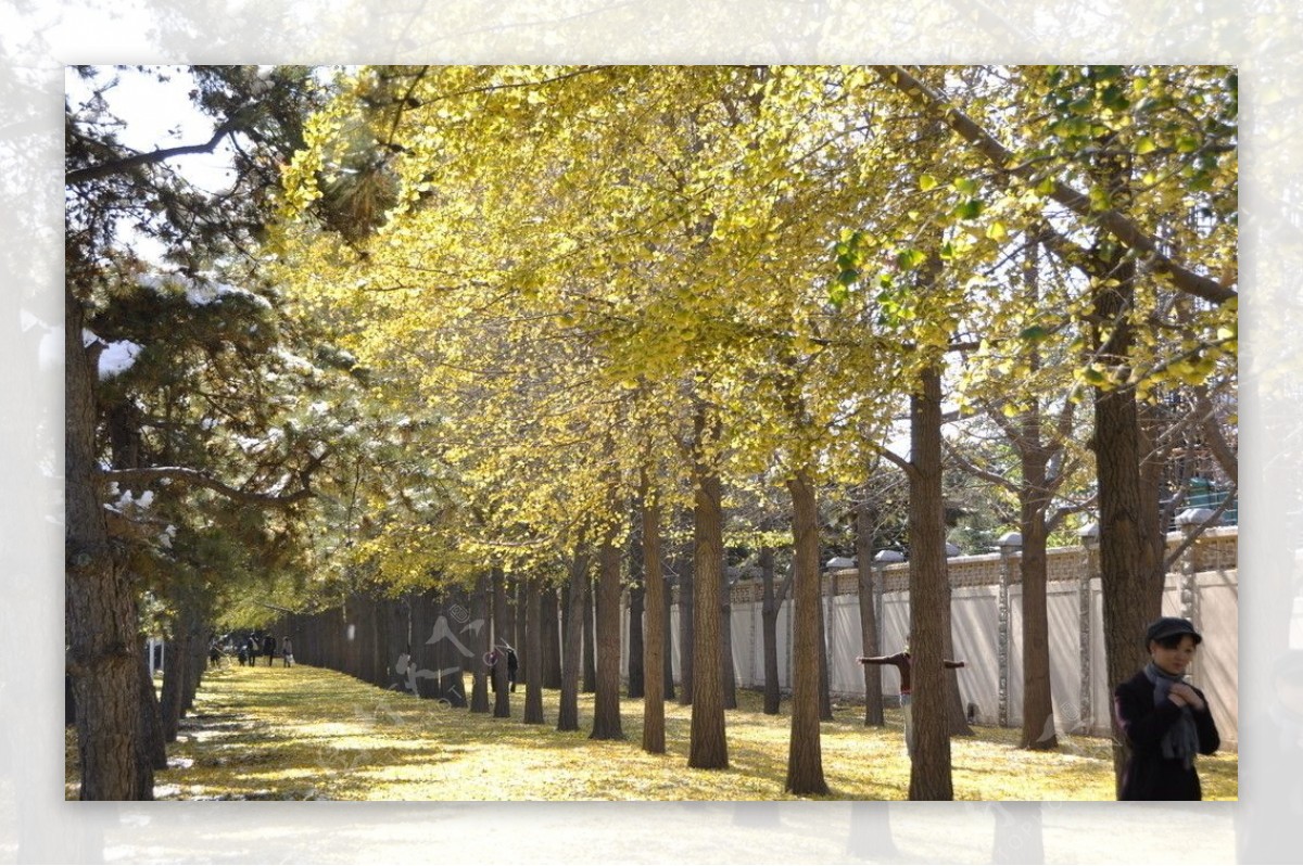 北京的银杏树图片