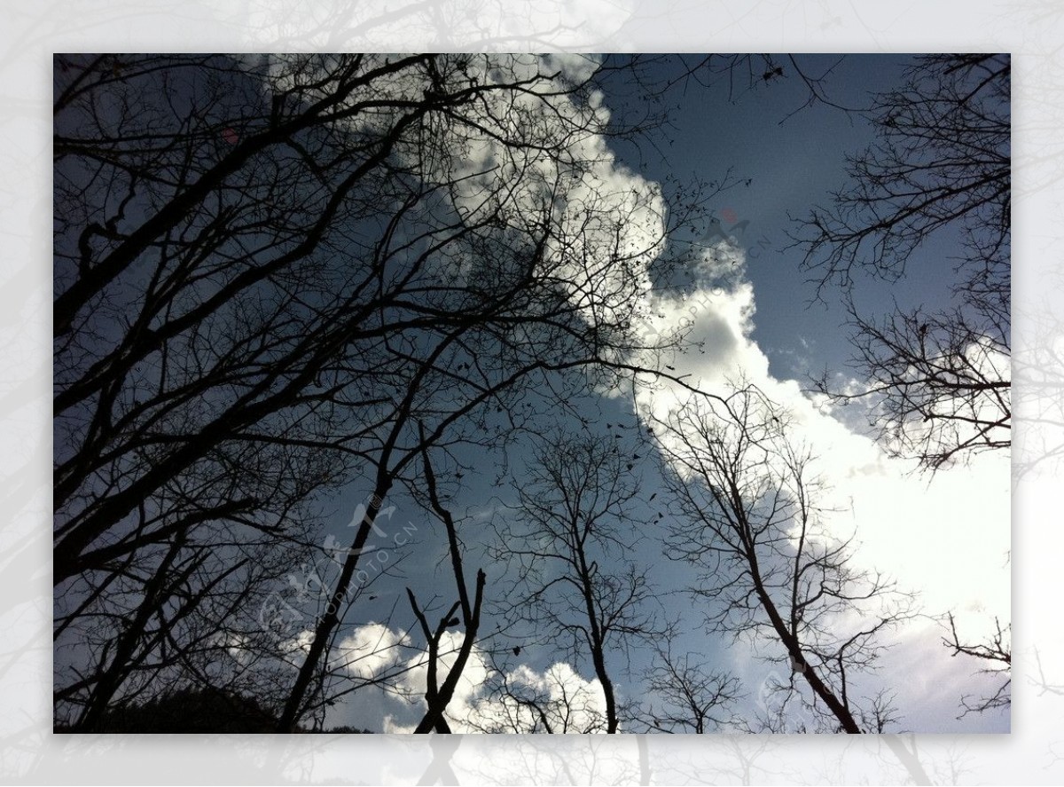 蓝天映树影图片