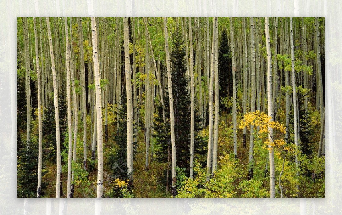秋天森林风景图片素材