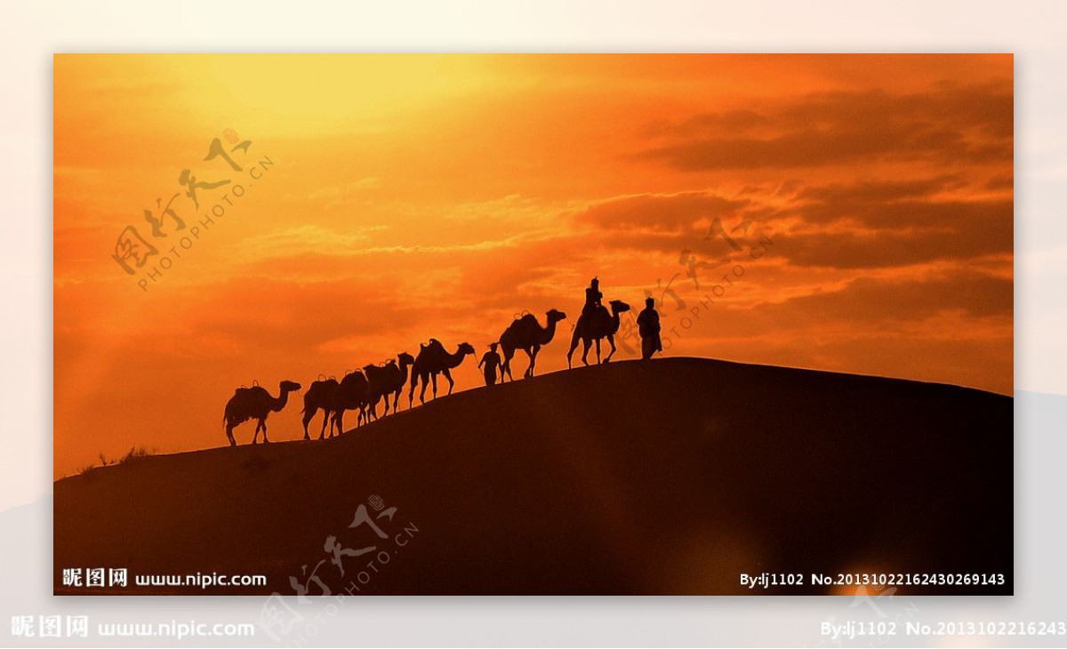 夕阳下骆驼图片