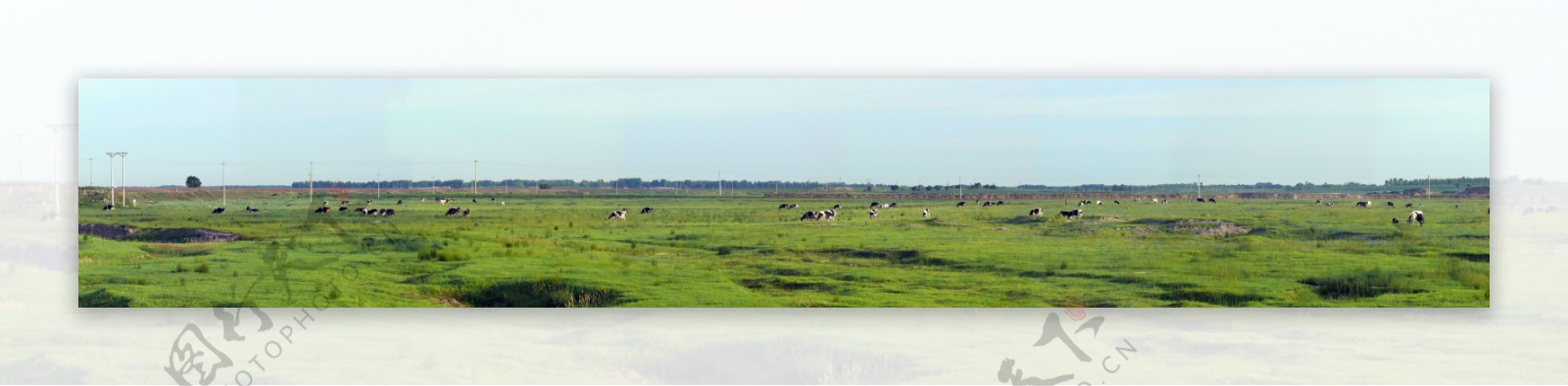 大草原蒙古草原科尔沁大草原长幅草原草原红牛图片