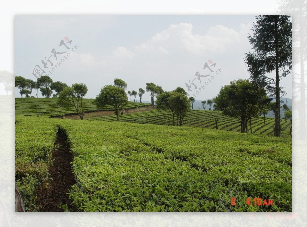 普洱茶茶园茶山茶地图片