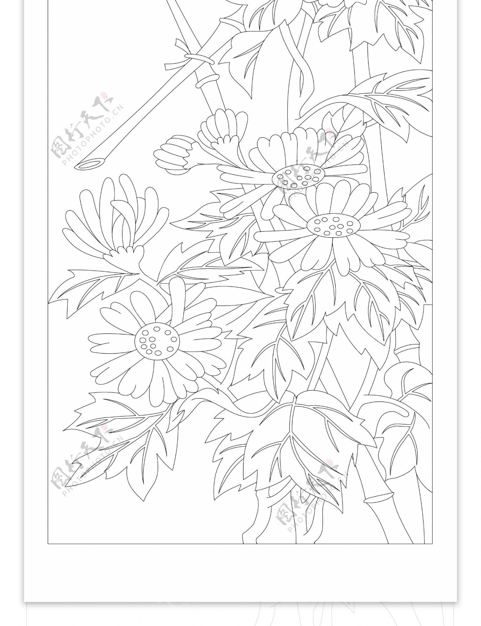 梅兰竹菊白描线条菊图片