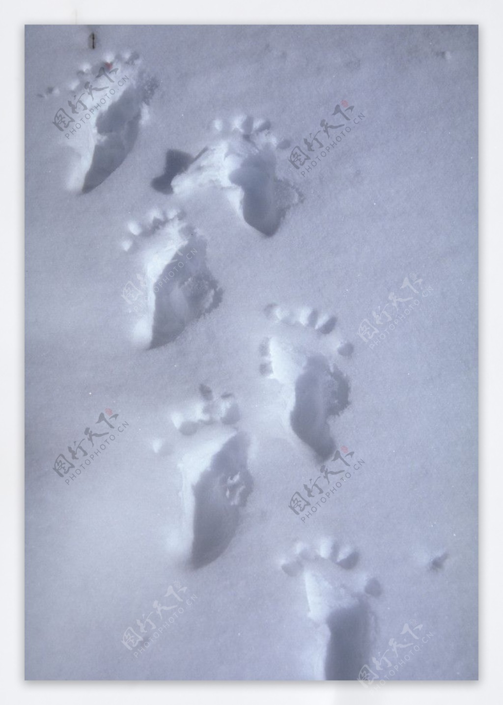雪地中的脚印图片