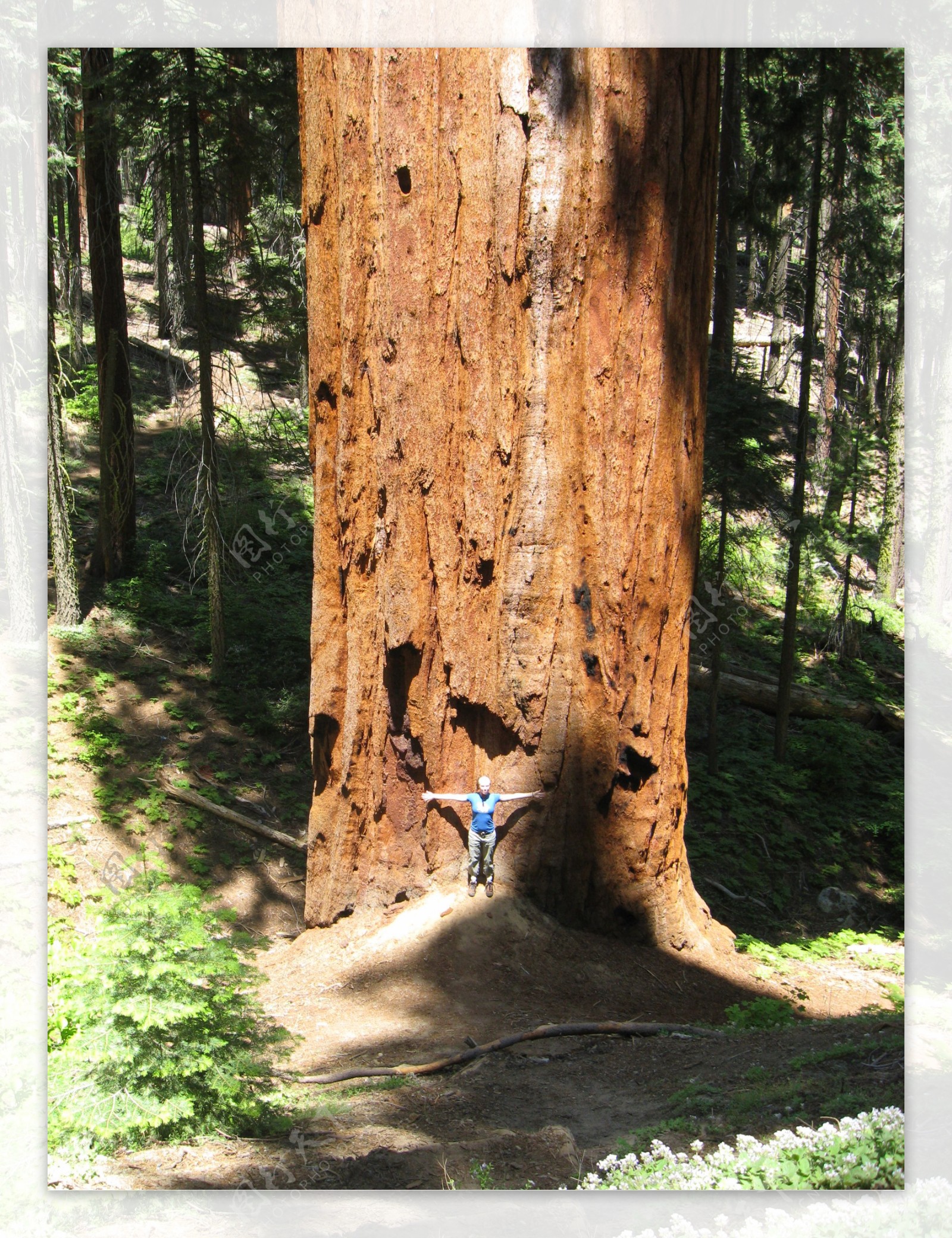 这里有高达350英尺的红杉树是世界上最大的红杉树林_红杉公园