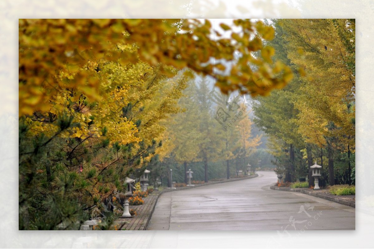 雨中银杏图片