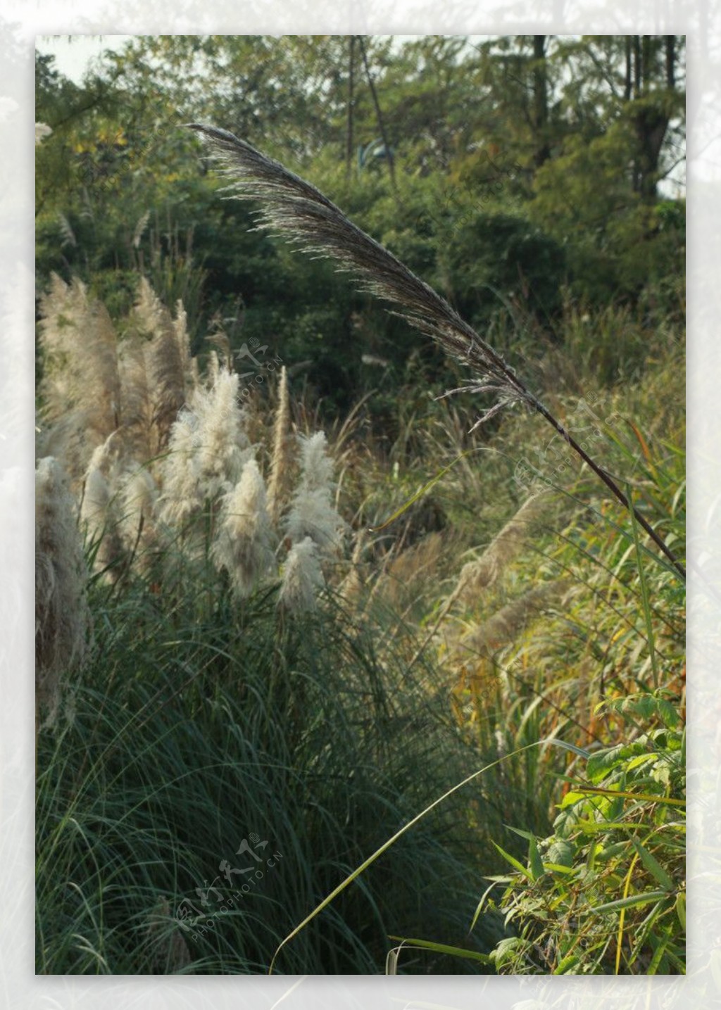西溪湿地景色绿意盎然图片