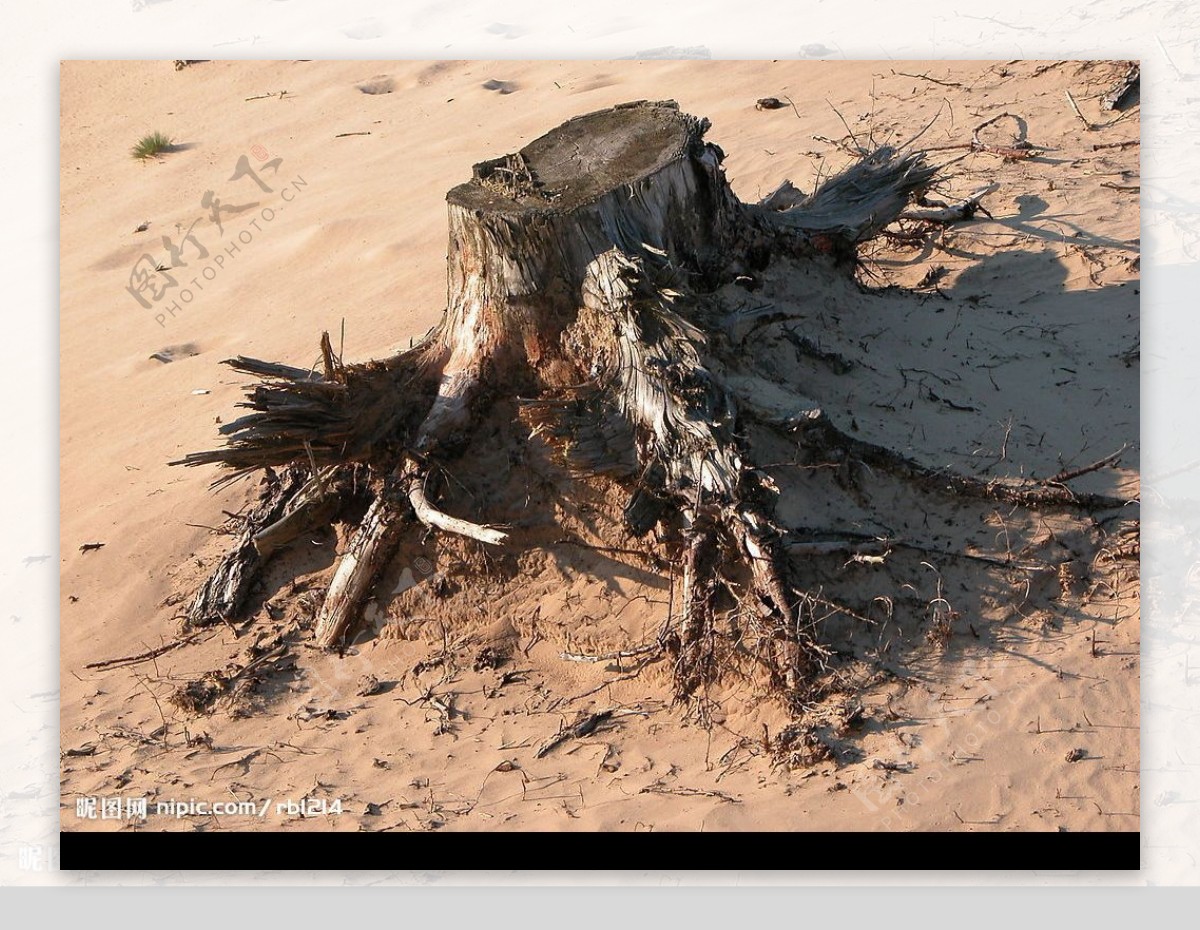 沙丘上的枯树根图片
