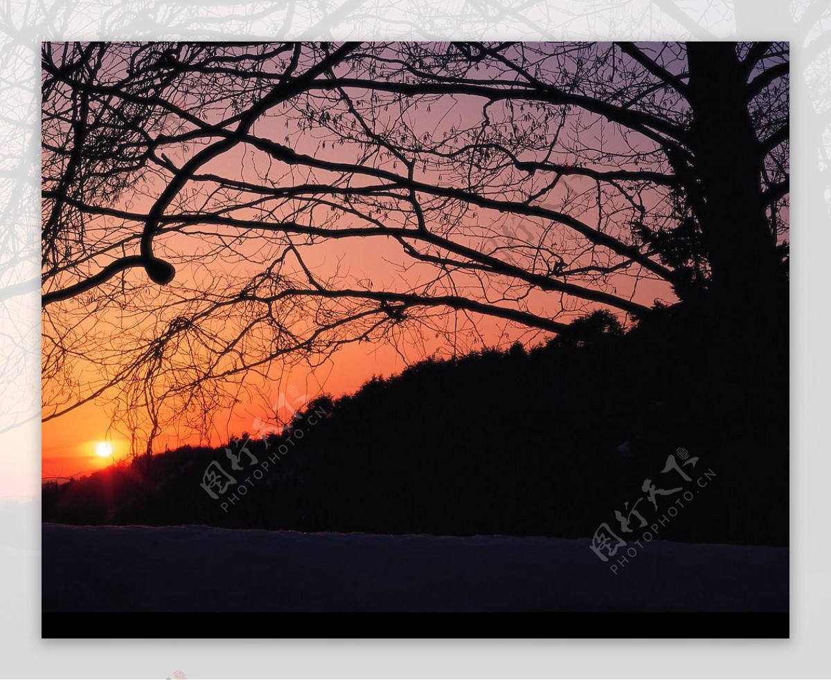 白色冬景朝阳树夕阳图片
