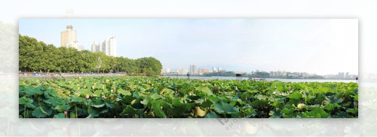 九江南湖荷塘全景图片