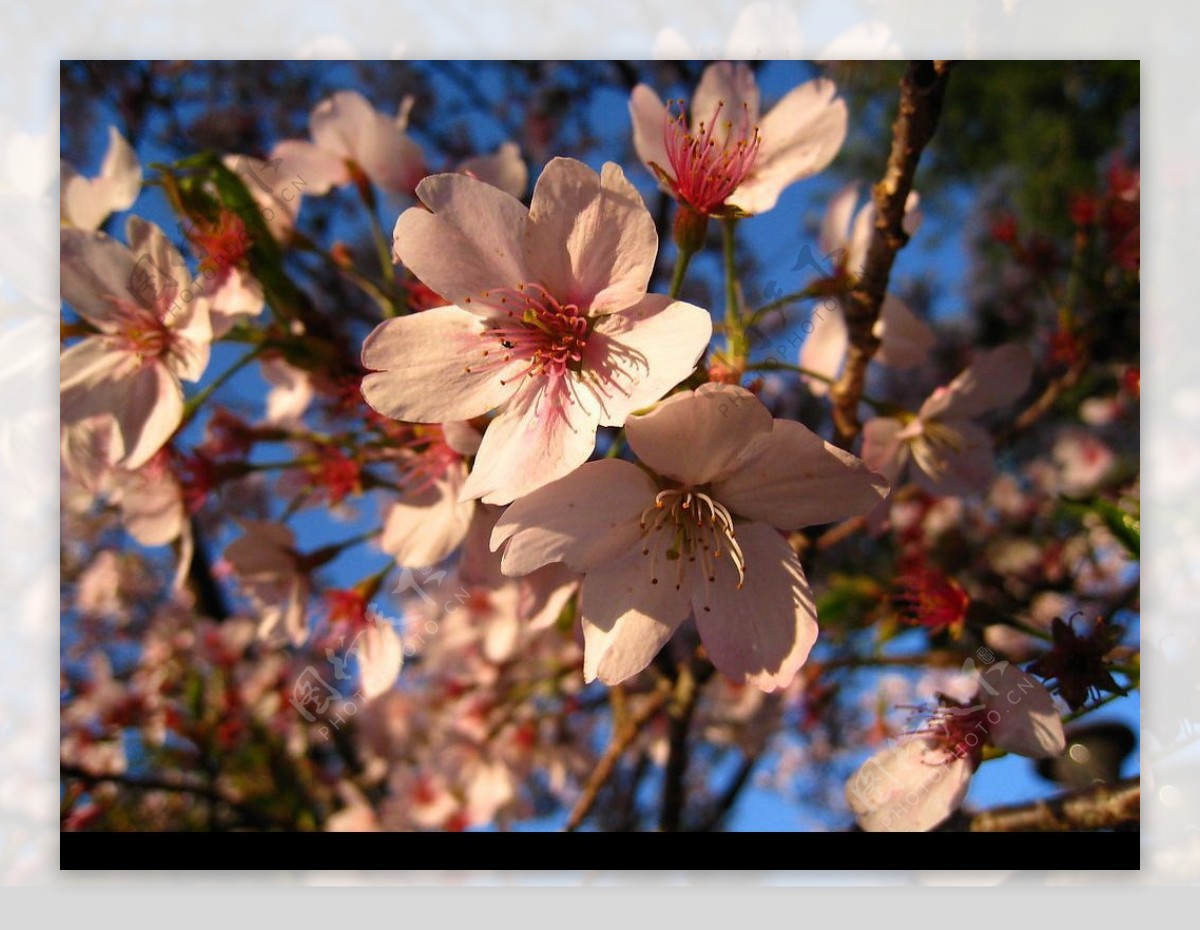 阿里山樱花图片
