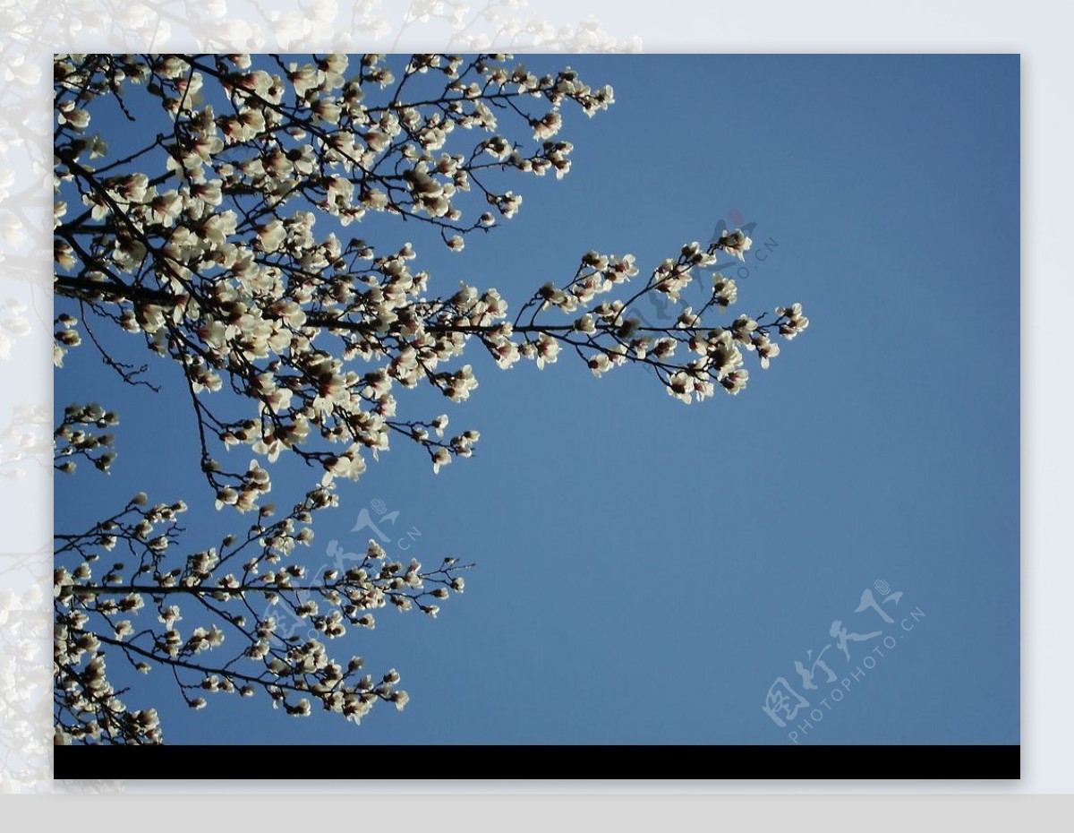 春天美丽的玉兰花图片