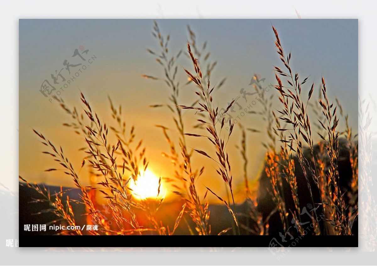 草穗夕阳图片