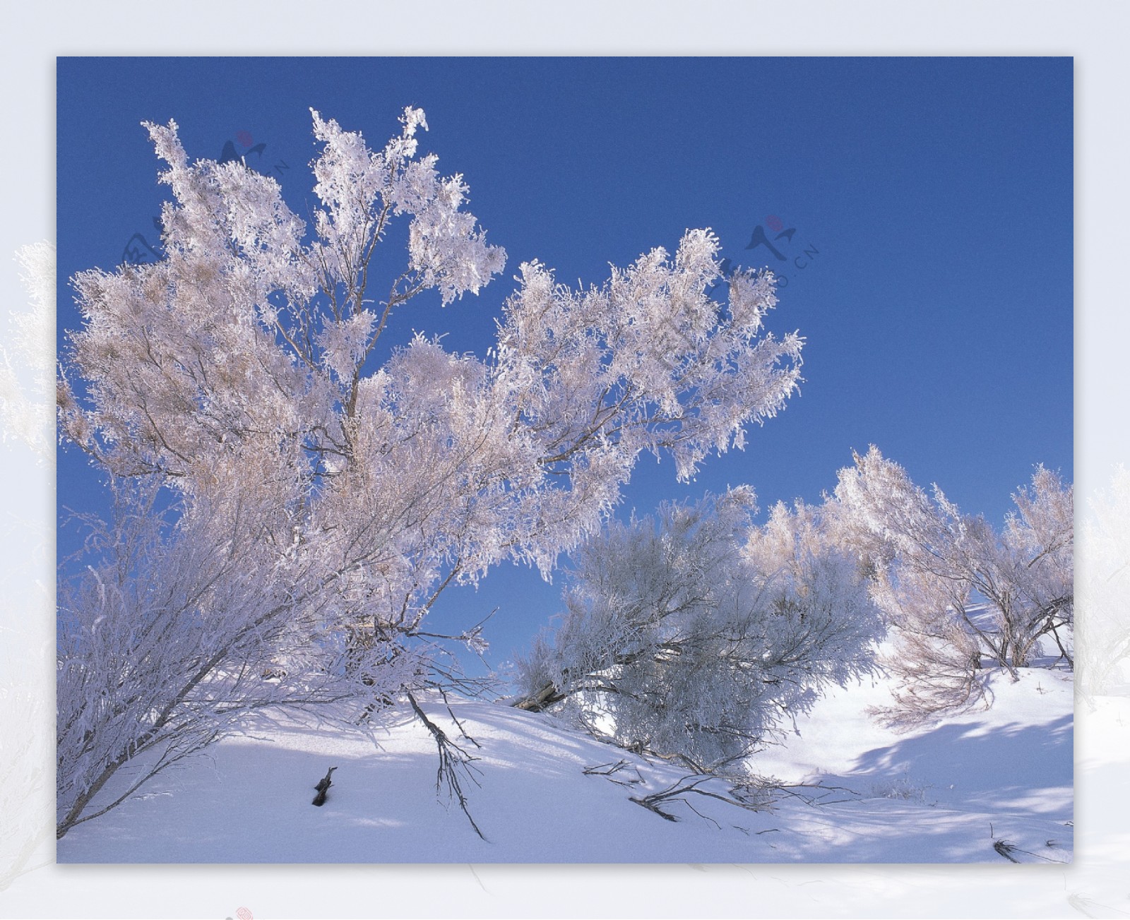冬日梭梭林图片