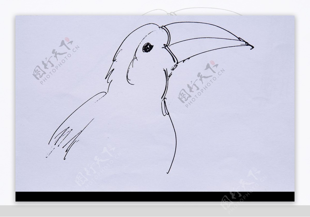 鸟钢笔画图片