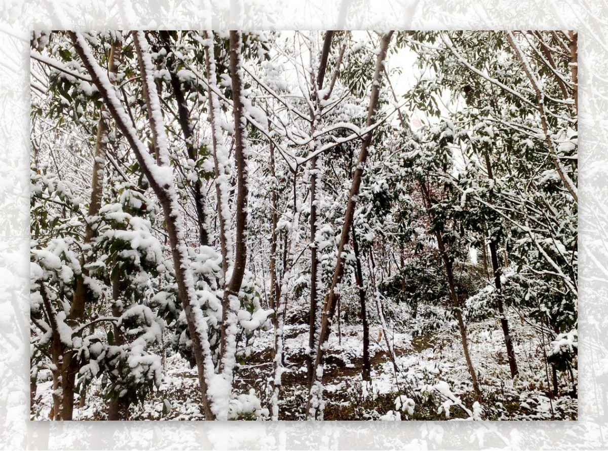 雪景白雪大雪雪树树上的雪图片