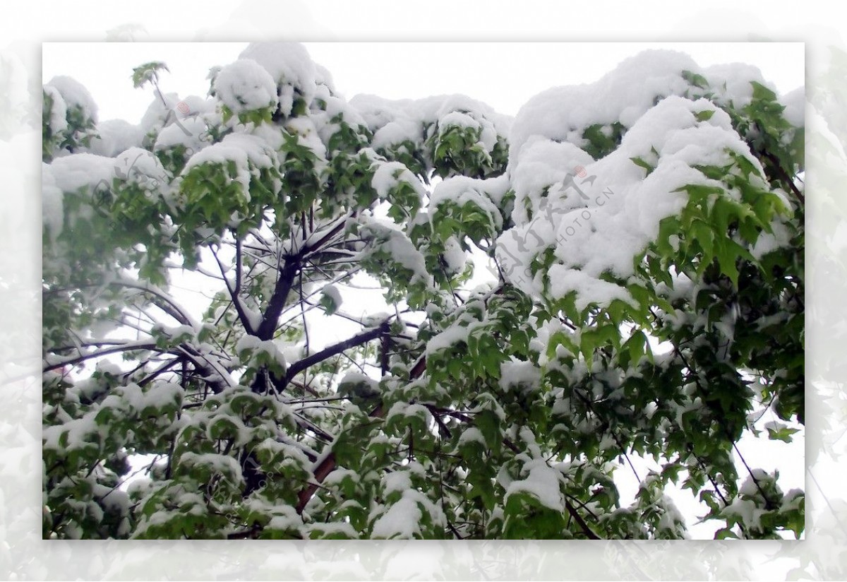 雪景图片