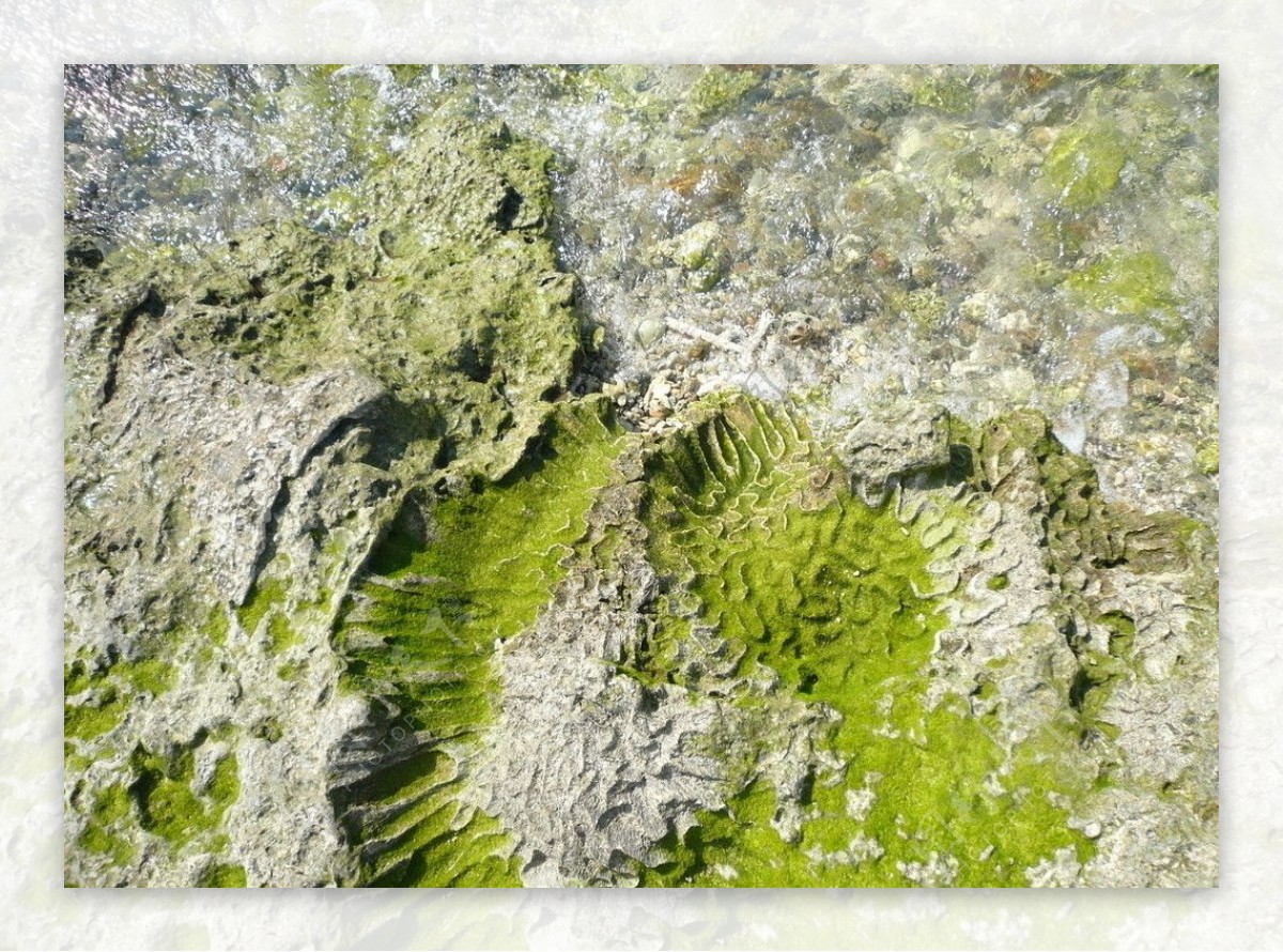 石珊瑚图片