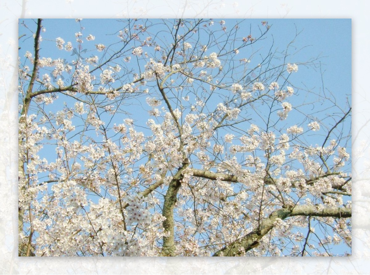 春櫻图片