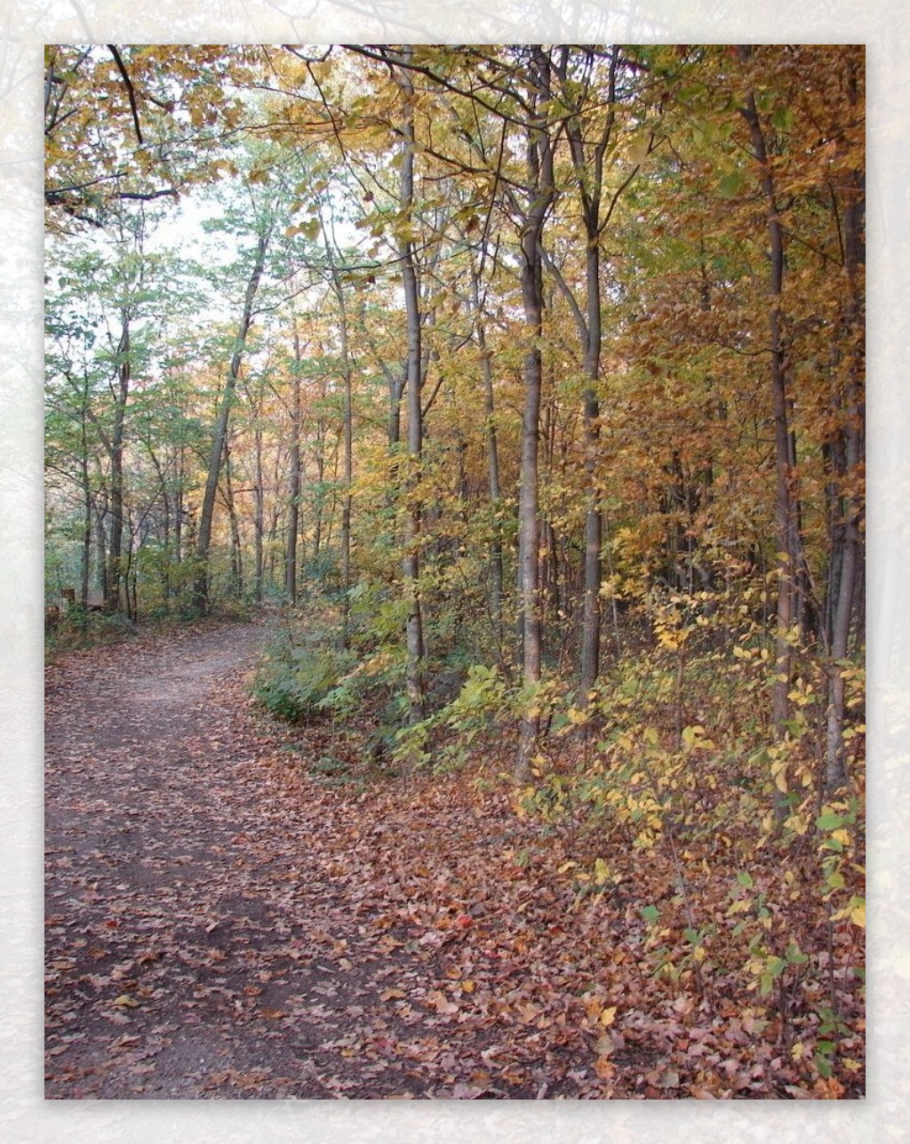 秋季树林景色图片