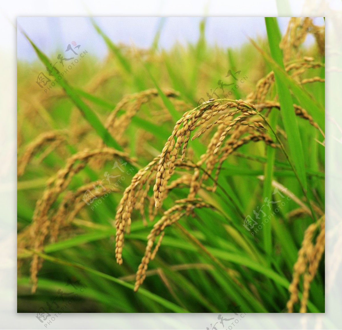 水稻图片素材-正版创意图片500168413-摄图网