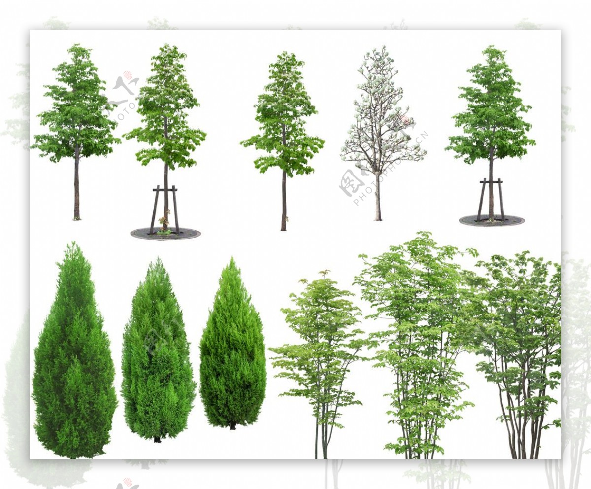 景观树木绿化大树树图片
