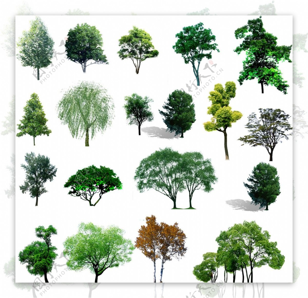 大树树木绿色植物图片