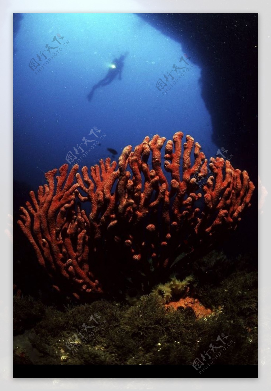 海底珊瑚洞穴图片