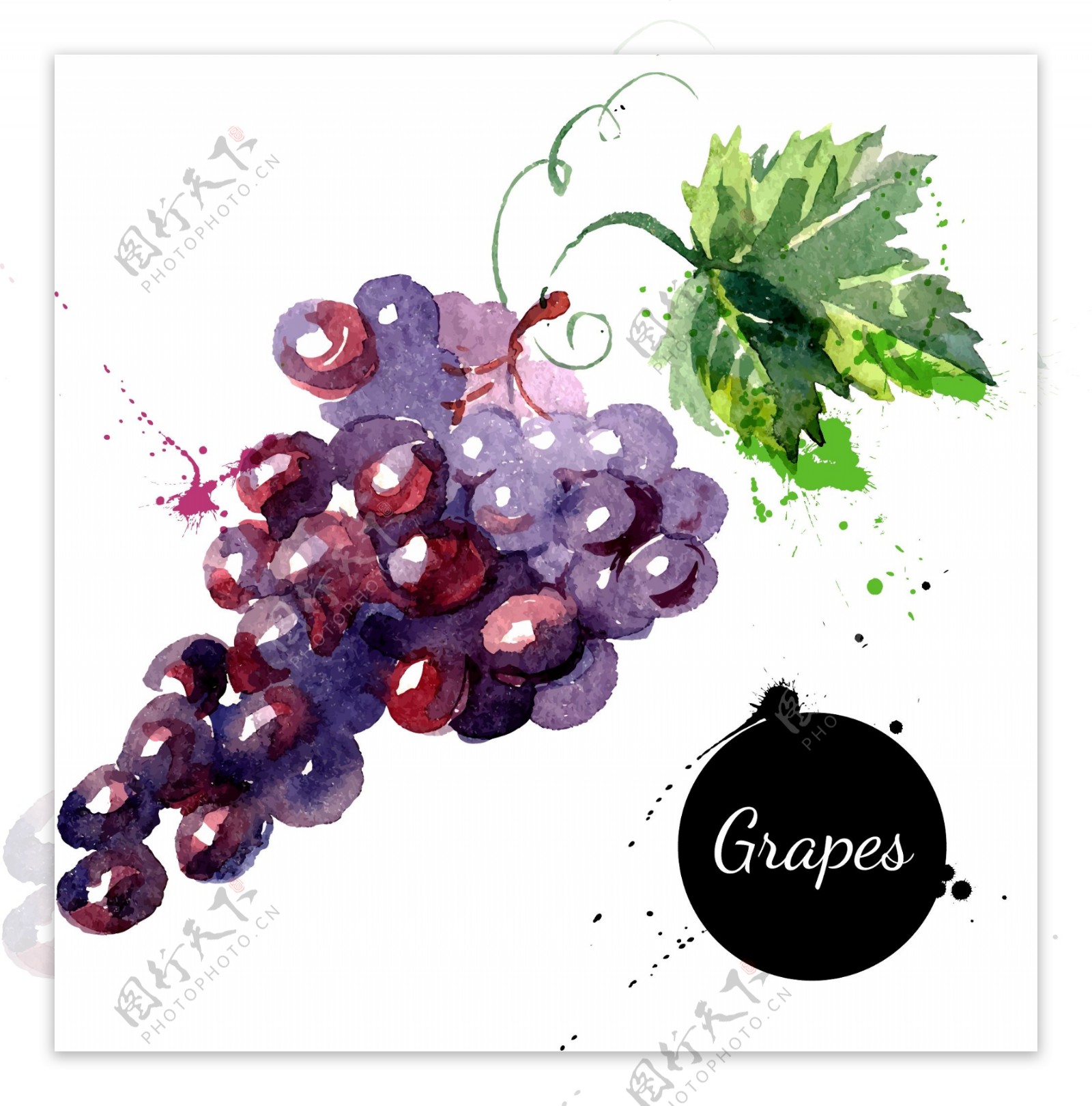 葡萄手绘水果矢量图图片