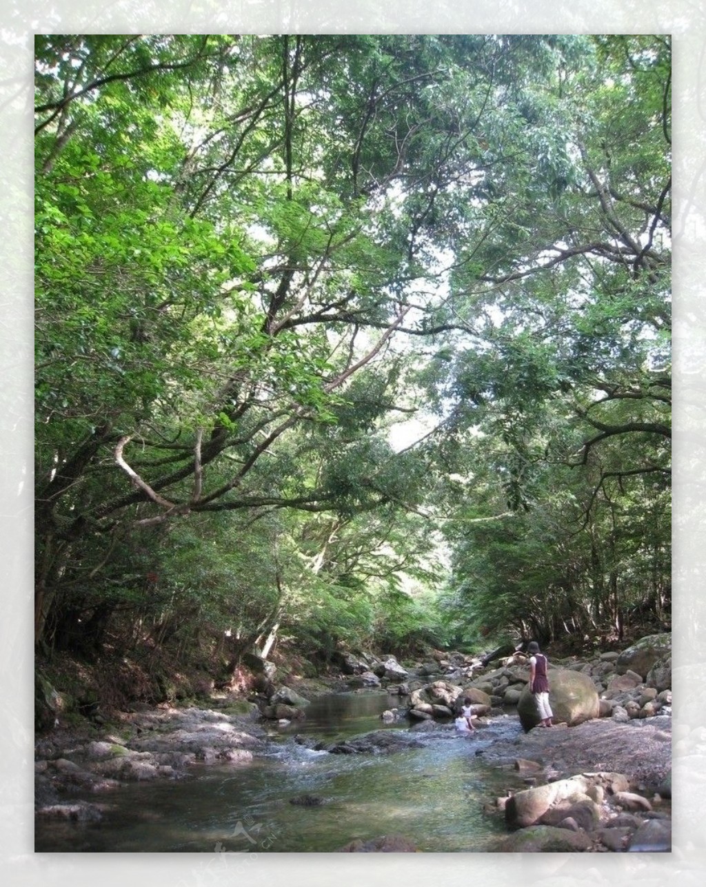 溪流河流瀑布绿树树林森林风景旅游石头图片