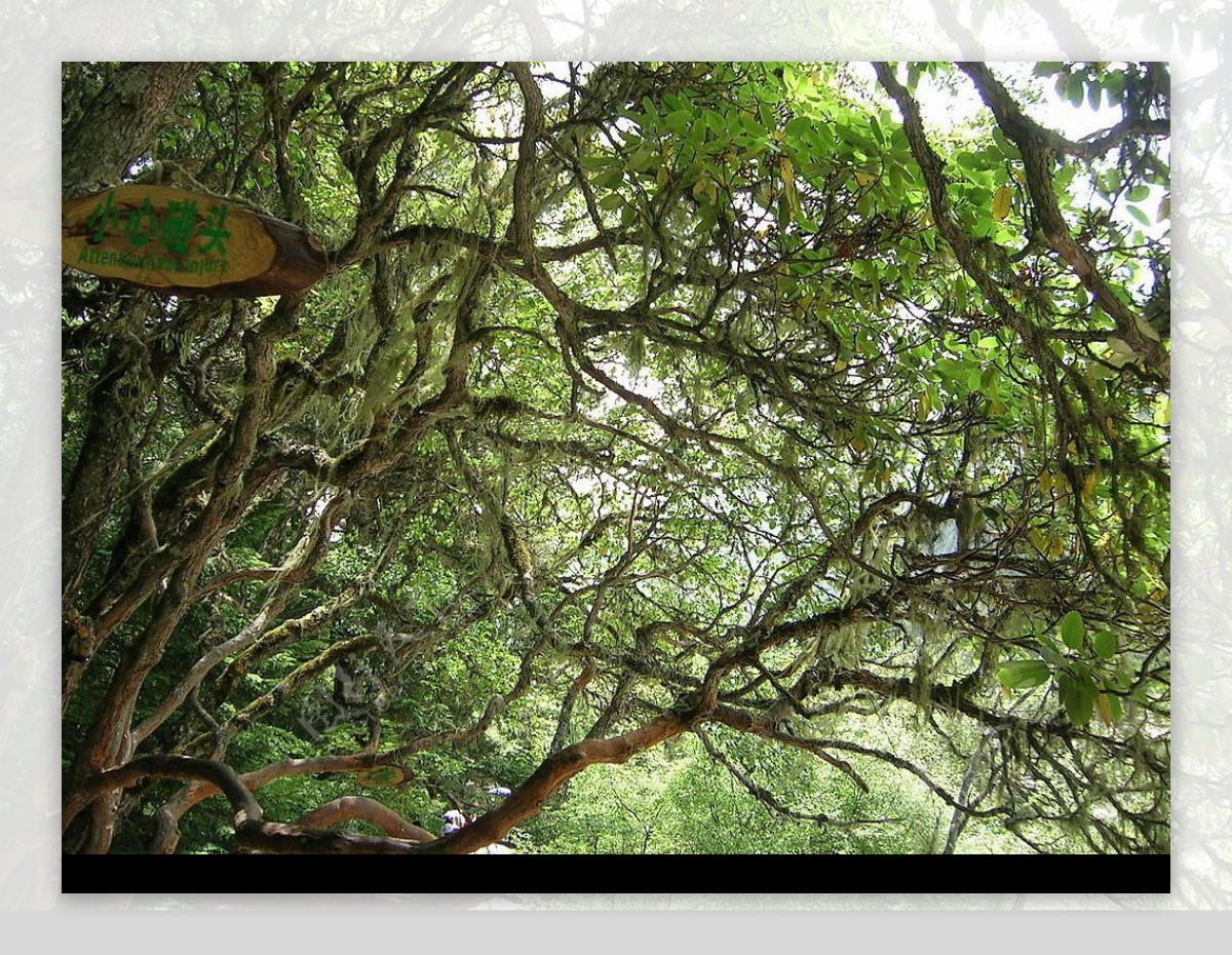 鹿角树图片