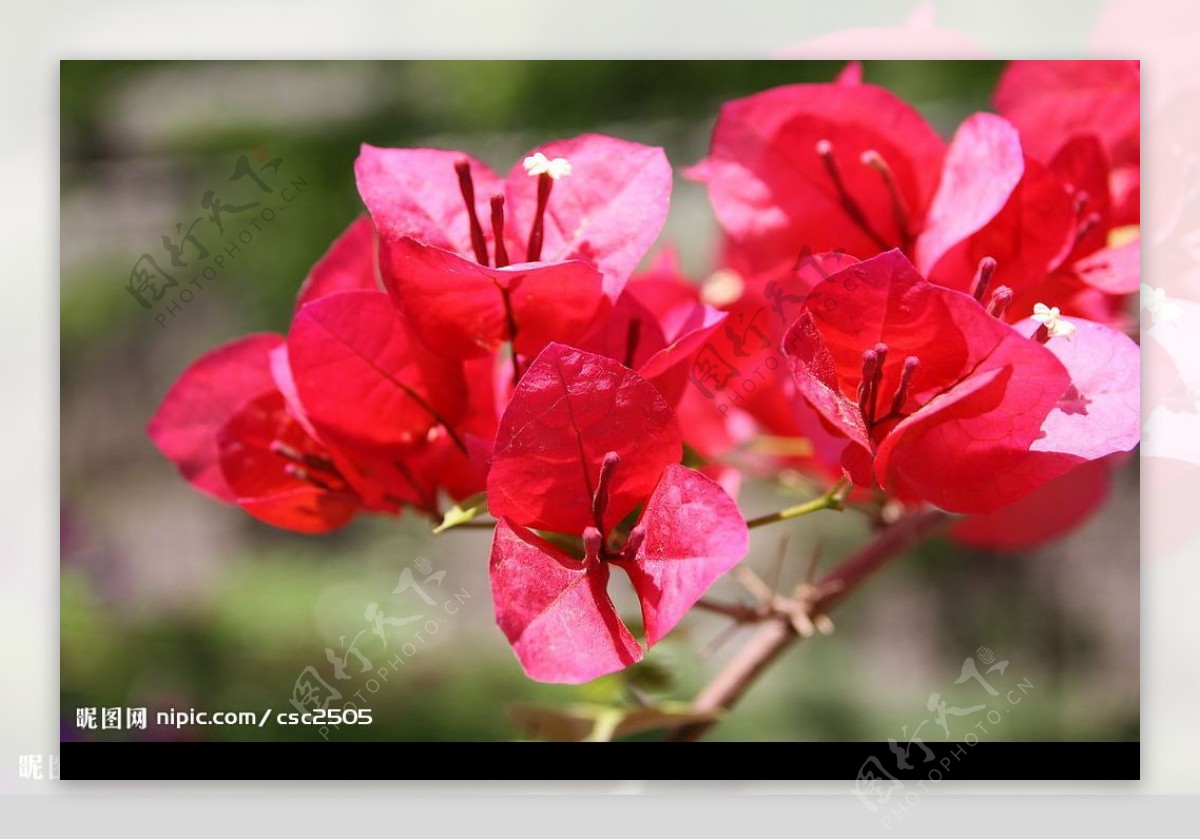 娇艳的粉色樱花 - 免费可商用图片 - CC0素材网