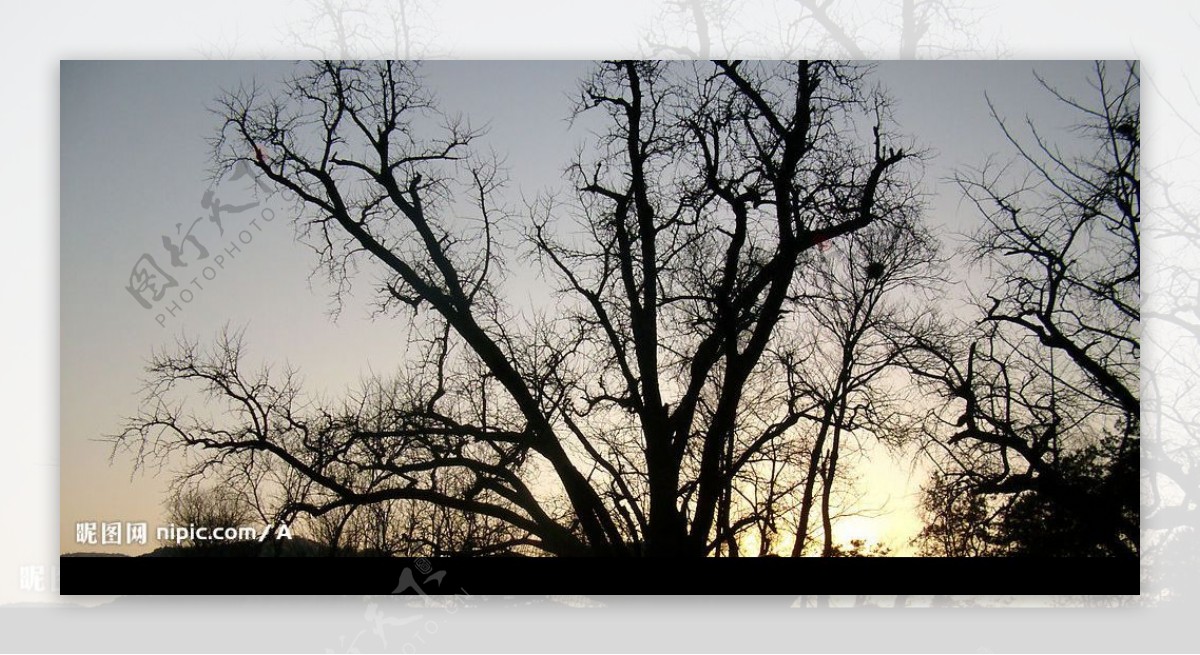 夕阳中的树影图片