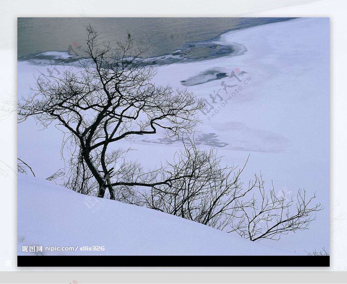 雪地枯树湖图片