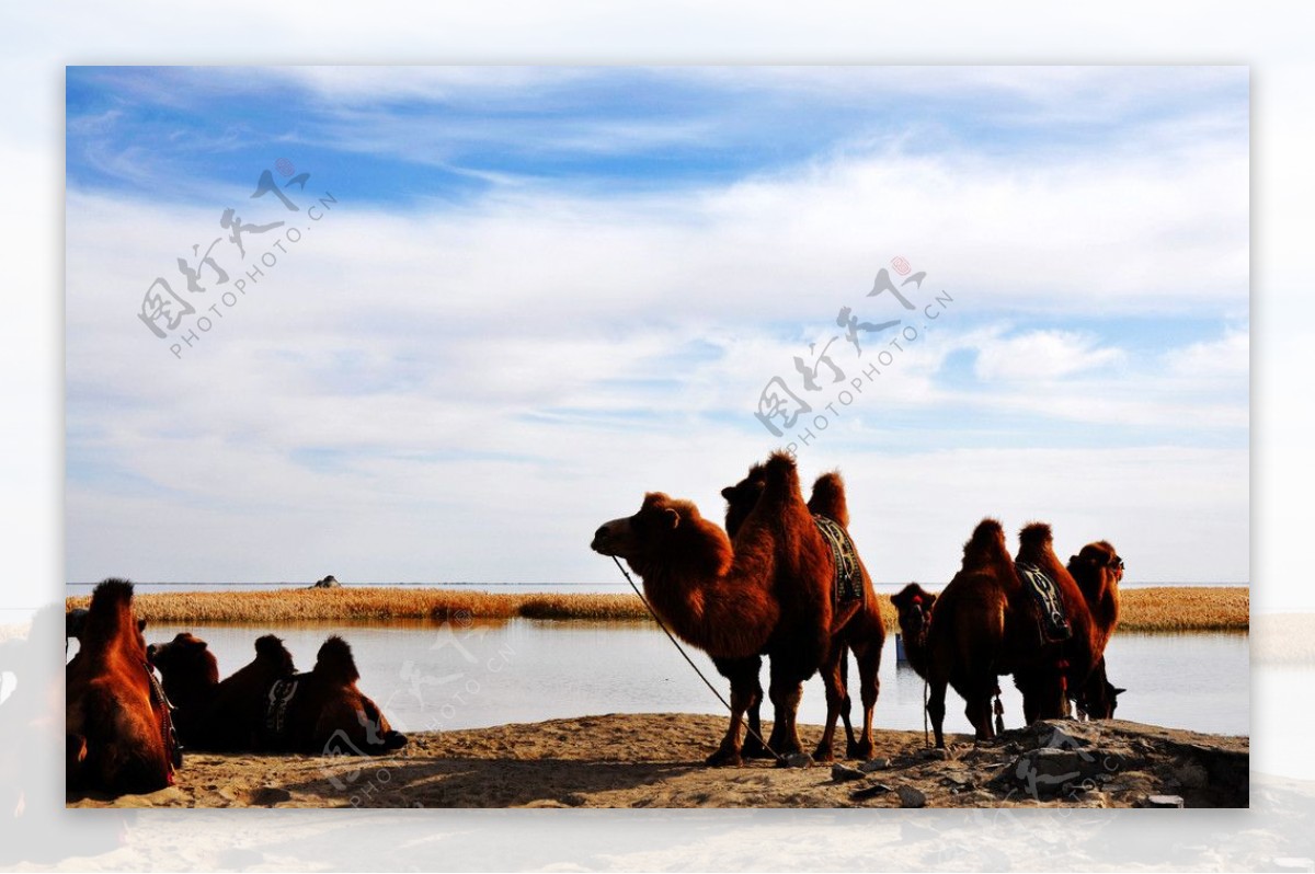 居延海边的骆驼图片